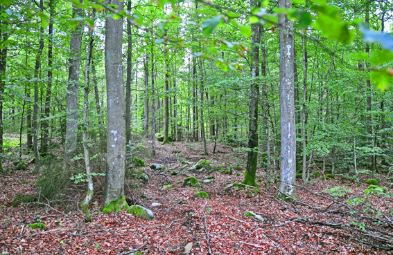 Vecklinge vik_2009 09 02_0002_redigerad-1.jpg